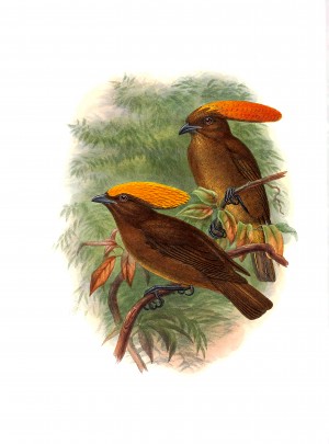Yellow Fronted Gardener Bower Bird_OSG